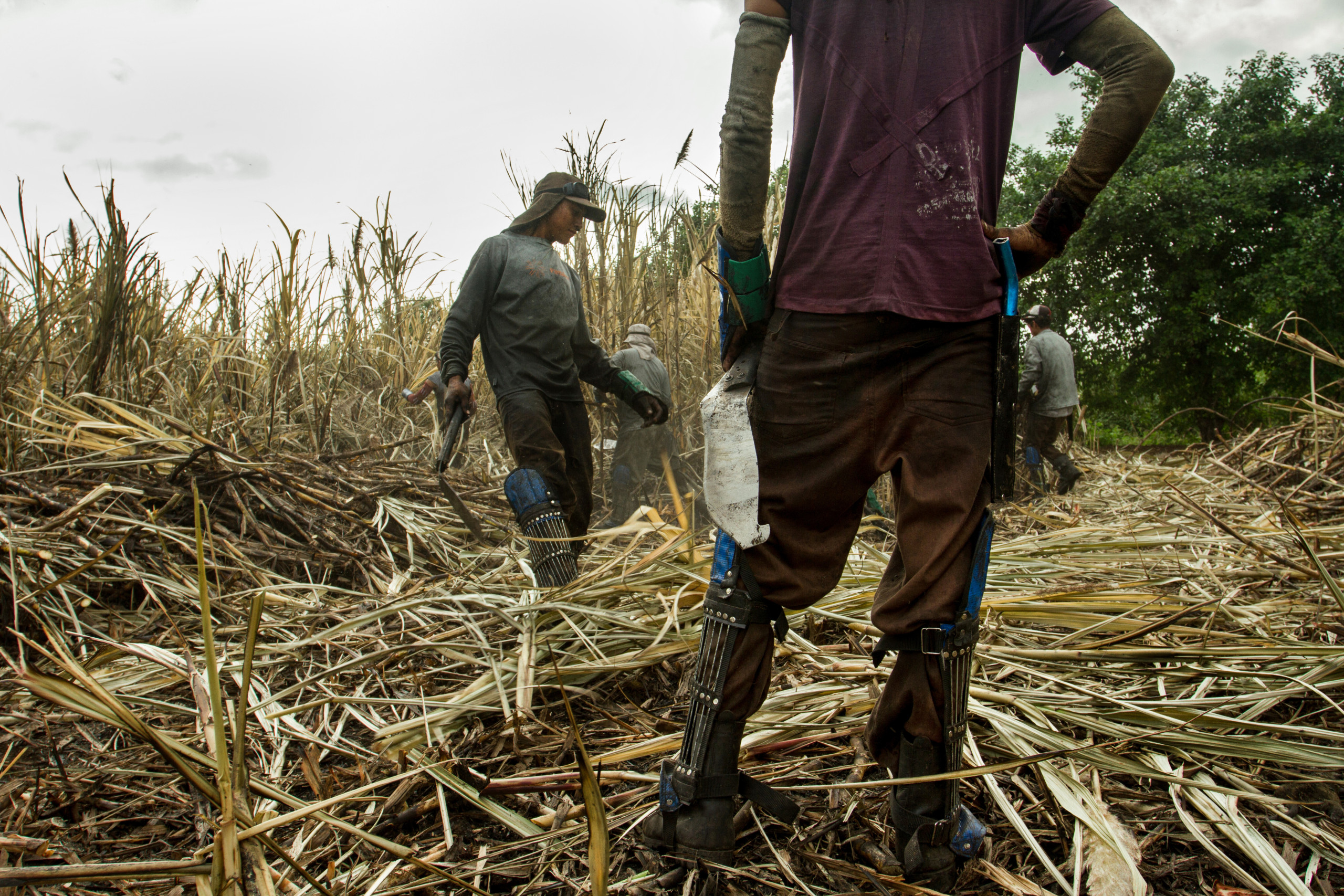 Eerlijk loon en veiligheid en gezondheid op het werk voor suikerrietkappers in Latijns-Amerika